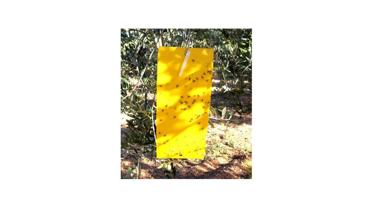 TRAMPAS ADHESIVAS 10x25ml (10unidades)