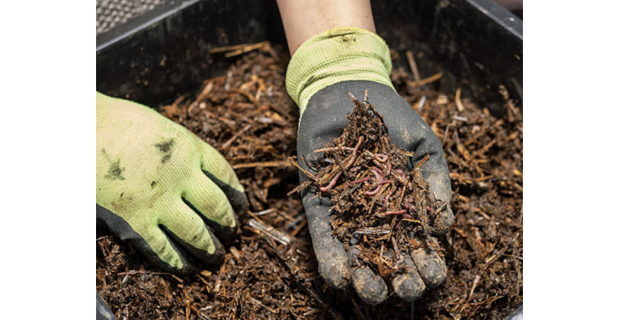 5 REASONS TO INCORPORATE WORM HUMUS INTO YOUR PLANTS