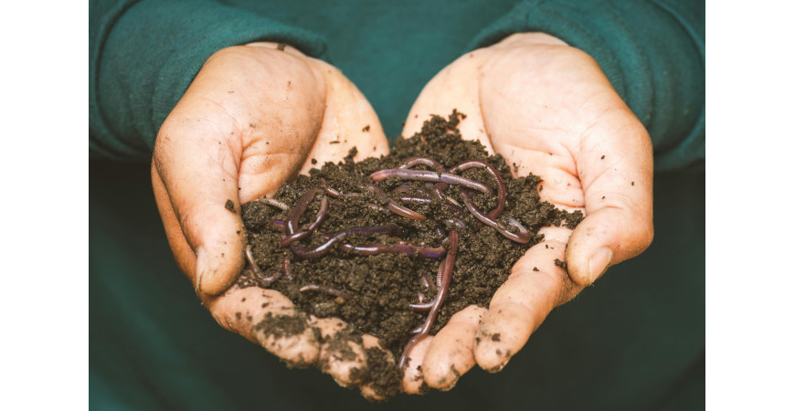 5 RAZONES PARA INCORPORAR EL HUMUS DE LOMBRIZ EN TUS PLANTAS