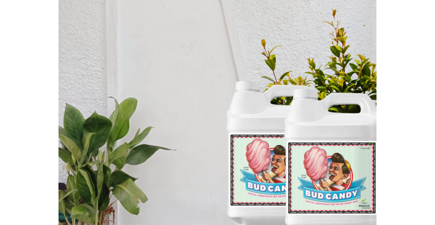 Why choosing Bud Candy is crucial for your plants