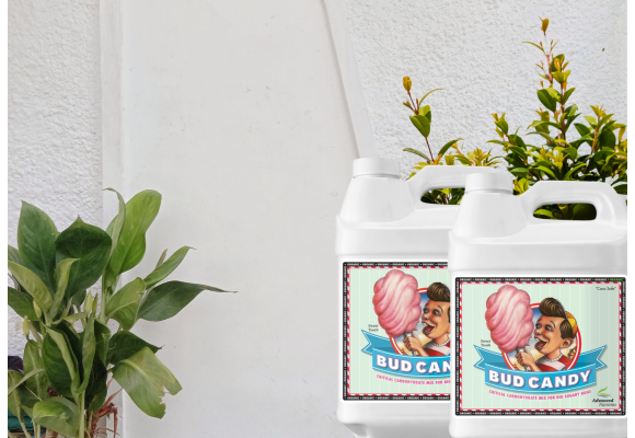 Porqué elegir Bud Candy es crucial para tus plantas