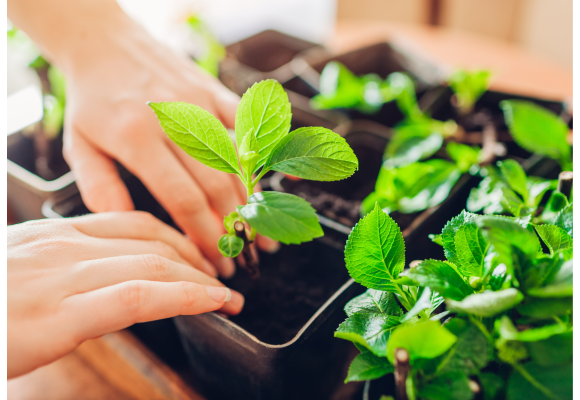 Cómo las macetas cuadradas ayudan a optimizar la distribución de nutrientes en el suelo