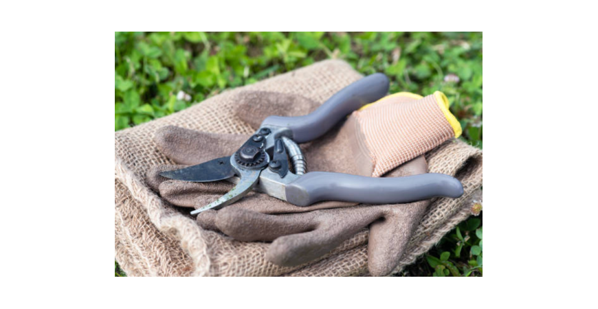Best techniques for pruning indoor crops