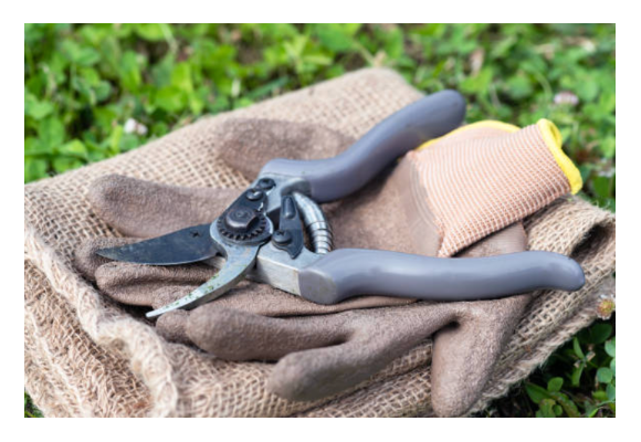 Best techniques for pruning indoor crops