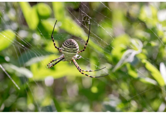 Avoid these mistakes by using an insecticide for spiders in your indoor cultivation