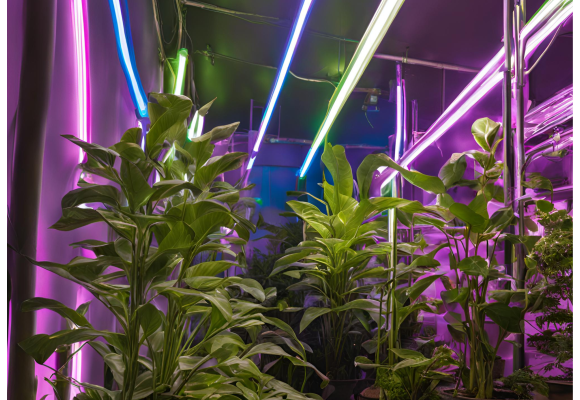 Cómo afrontar los problemas más comunes con los tubos de leds en el cultivo indoor