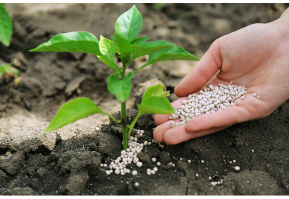 ¿Qué hace el Monster Bloom y cuándo se empieza a echar?