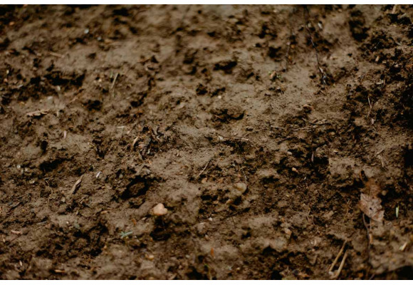 Humus de lombriz sólido vs. líquido: ¿cuál comprar según tus necesidades?