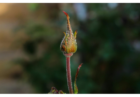 Guía Paso a Paso para Aplicar Bud Candy en tus Plantas de Forma Eficaz
