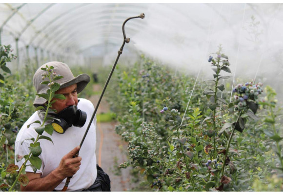 Aprende a prevenir plagas en indoor, ¿químicos u orgánicos?