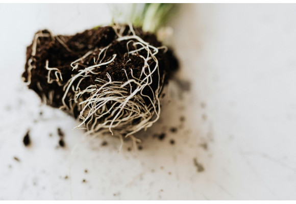  ¿Cuál es el mejor sustrato para cultivo indoor?