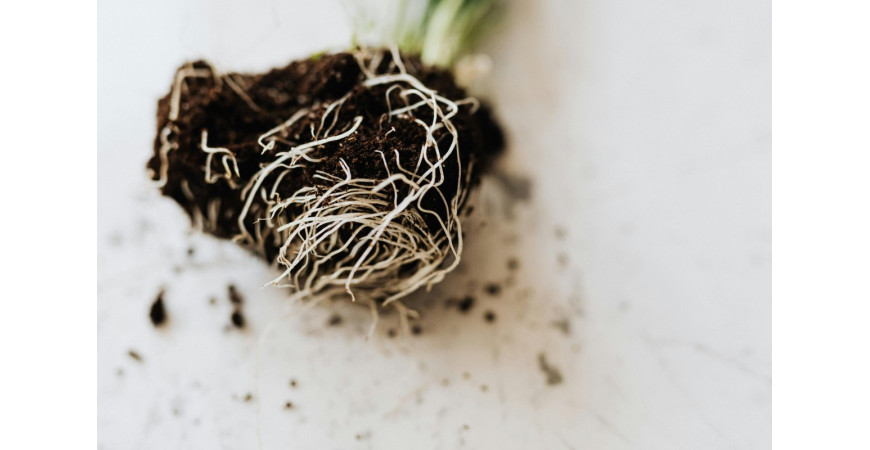 What Is the Best Indoor Plant Soil? Find Out Here