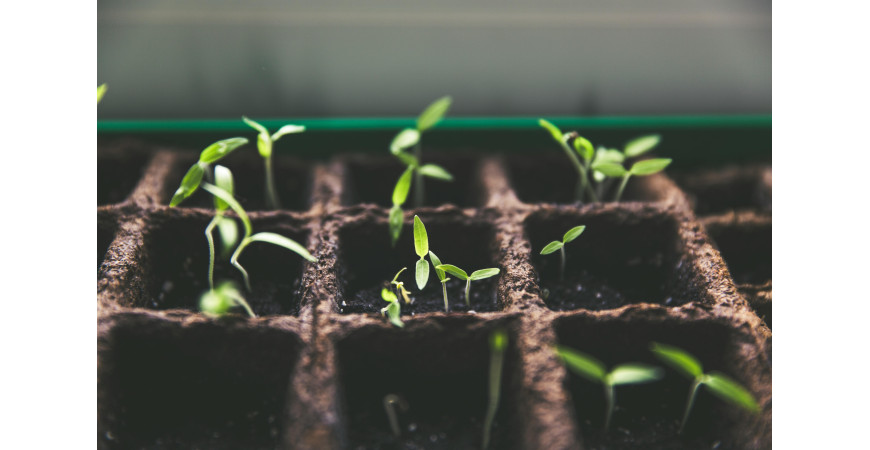 Indoor plantation: The complete guide to starting, equipping, and controlling your indoor grow