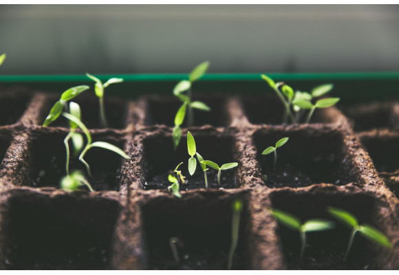 Plantación indoor: la guía completa para iniciar, equipar y controlar tu cultivo interior