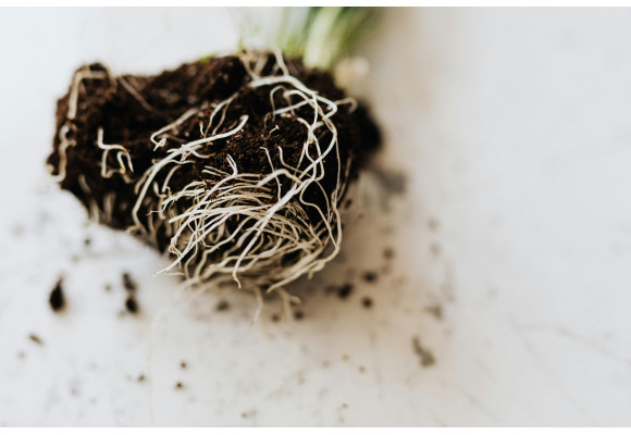 Plant substrate: A guide to choosing, using, and improving your indoor grow