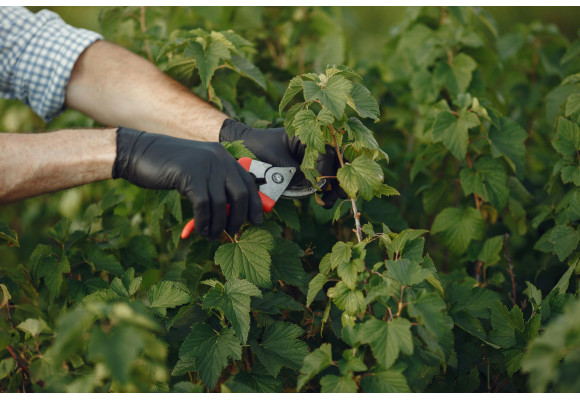 When to prune plants? A complete guide to pruning in indoor cultivation
