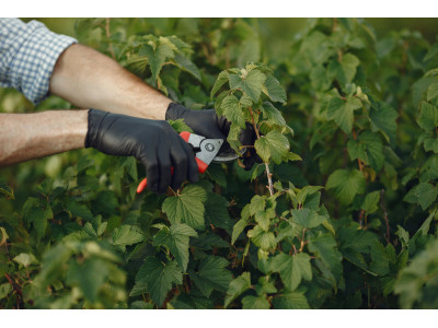 ¿Cuándo podar las plantas? Guía completa para poda en cultivos indoor