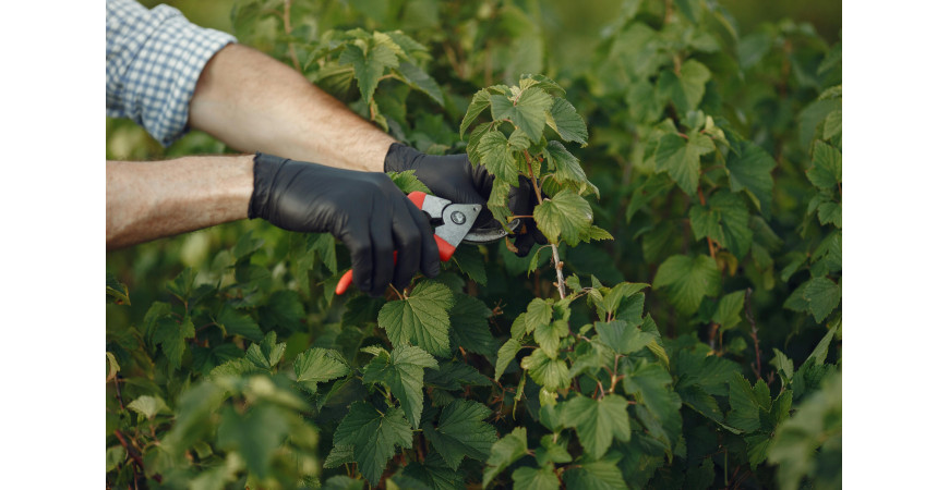 ¿Cuándo podar las plantas? Guía completa para poda en cultivos indoor