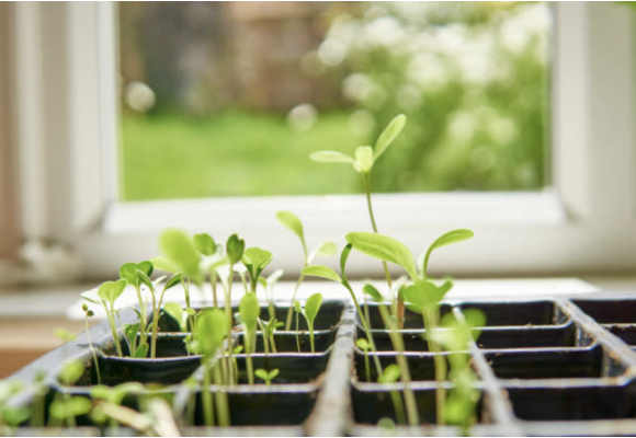 How to Water an Indoor Grow: A Complete Guide for Efficient and Healthy Irrigation