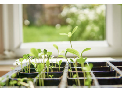 Cómo regar un cultivo indoor: guía completa para un riego eficiente y saludable