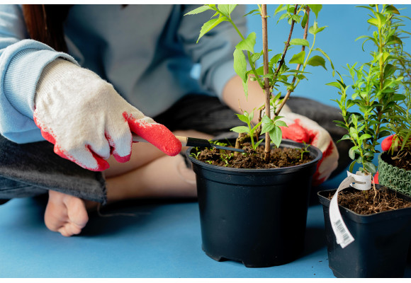  How to Prune Indoor Plants: A Complete Guide for Healthy and Productive Growing