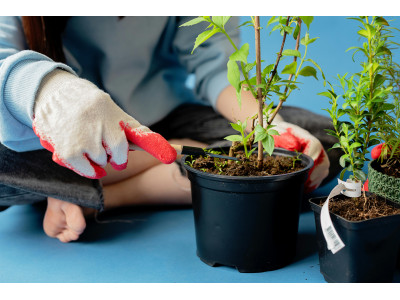 Cómo podar las plantas de interior: guía completa para un cultivo sano y productivo