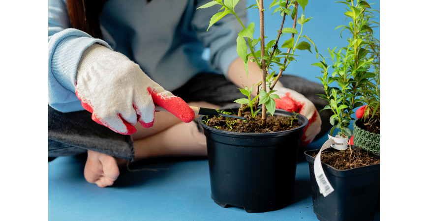 Cómo podar las plantas de interior: guía completa para un cultivo sano y productivo