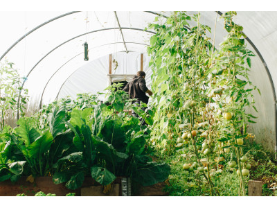 Cómo montar un armario de cultivo paso a paso: guía completa para principiantes